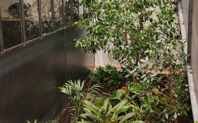 Découvrez les bienfaits des plantes dans vos bureaux partagés