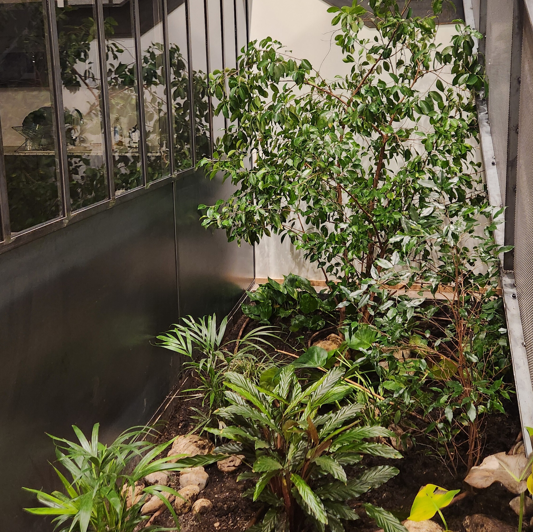 plantes en coworking bien être au travail bienfaits des plantes en coworking